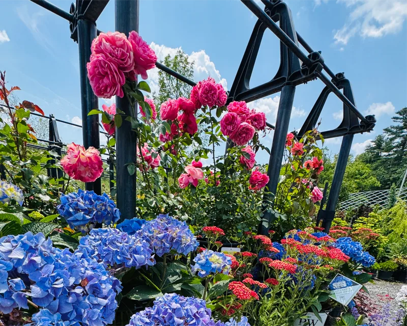 Pink roses and blue hydrangea blooming along a garden trellis