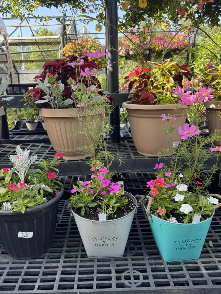 Colorful potted annuals and hanging flower baskets for sale at The Angels' Garden