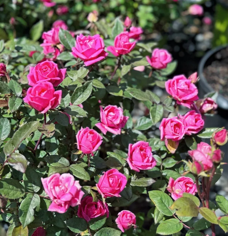 Bright pink rose blooms growing at The Angels' Garden